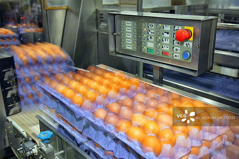 家禽养殖场的鸡肉和鸡蛋生产，新鲜鸡蛋工厂图片素材