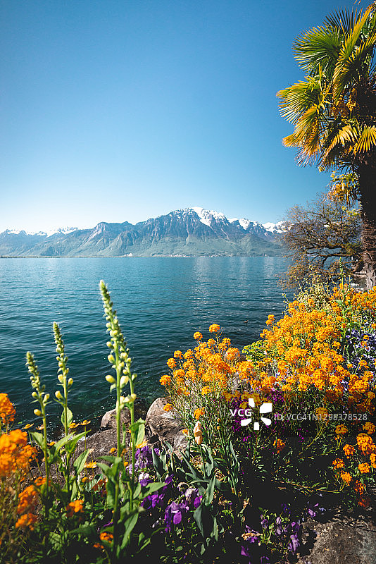 瑞士小镇湖边的植物图片素材
