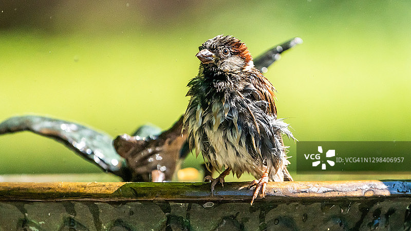 纽约中央公园鸟浴池图片素材