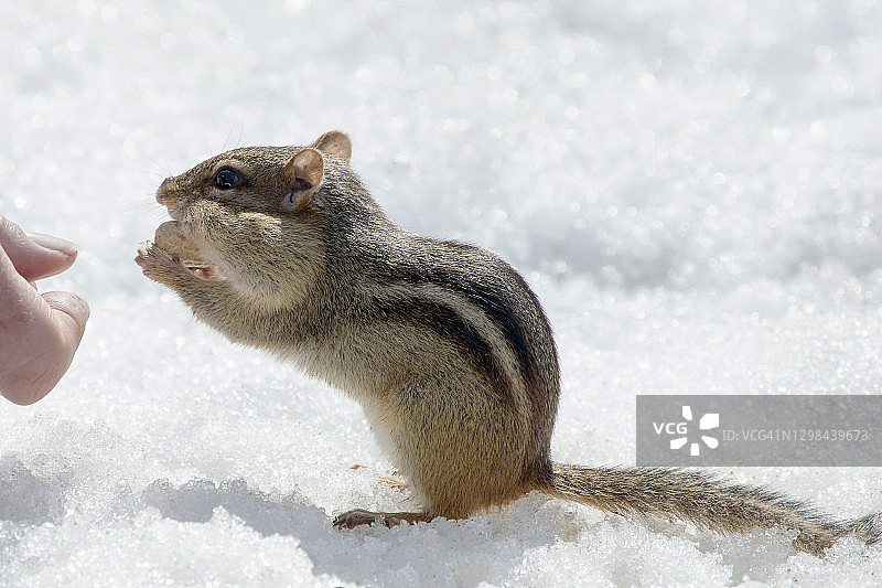 雪地上的花栗鼠图片素材