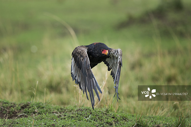 肯尼亚马赛马拉野生动物保护区，拍打翅膀的食蛇鹰图片素材