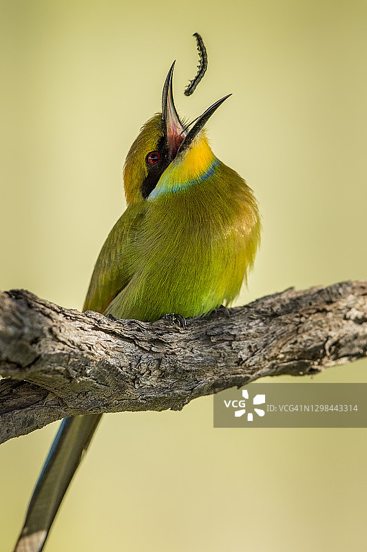 卡拉哈迪跨境公园，小蜜蜂以毛毛虫为食图片素材