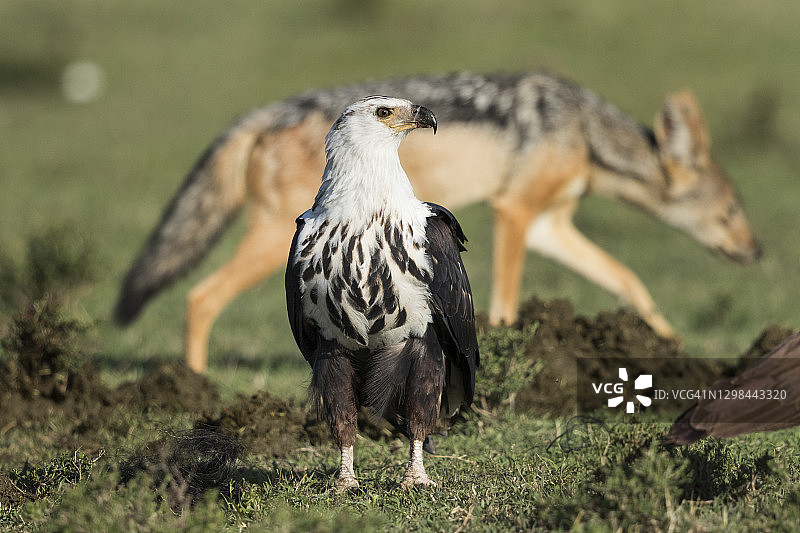 肯尼亚马赛马拉野生动物保护区内的非洲海雕图片素材