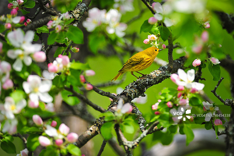 美洲黄莺，加拿大新不伦瑞克省弗雷德里克顿图片素材