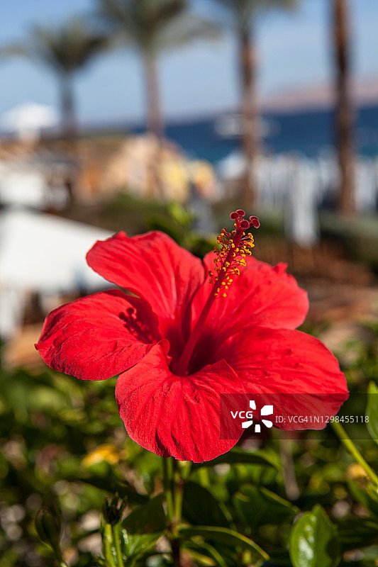 红色芙蓉花图片素材