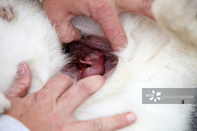 一只在母亲育儿袋里的小沙袋鼠图片素材