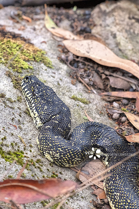 钻石蟒蛇头部特写图片素材