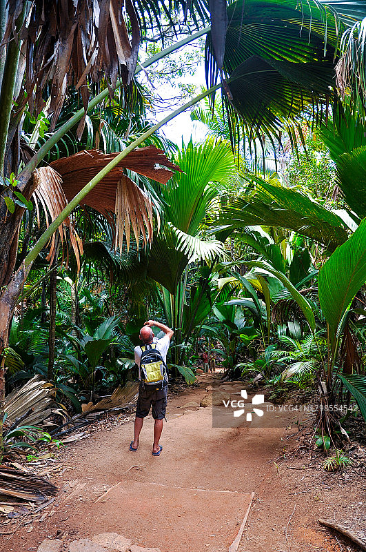 男人观赏普拉兰岛五月谷自然保护区里的海椰子巨型树叶图片素材