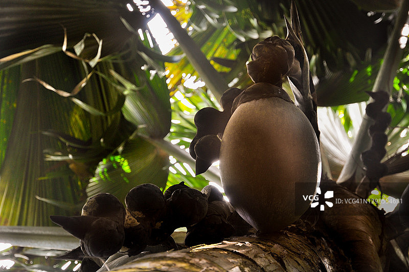 塞舌尔普拉兰岛五月谷自然保护区海椰子巨型果实特写图片素材