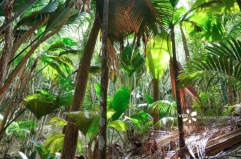 普拉兰岛五月谷自然保护区公园里的海椰子棕榈树林图片素材