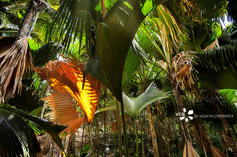 普拉兰岛五月谷自然保护区公园里的海椰子棕榈树林图片素材