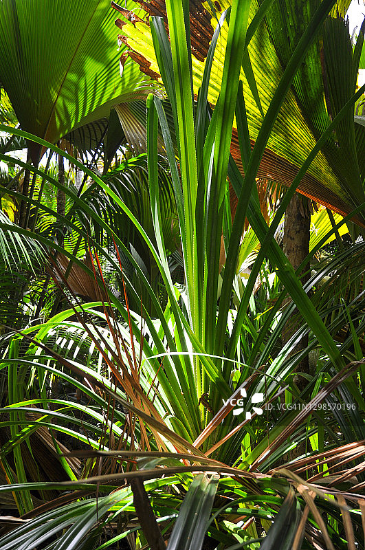 热带雨林中的幼树：露兜树图片素材