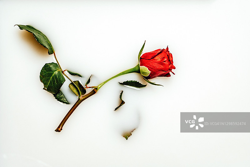 牛奶中的玫瑰图片素材