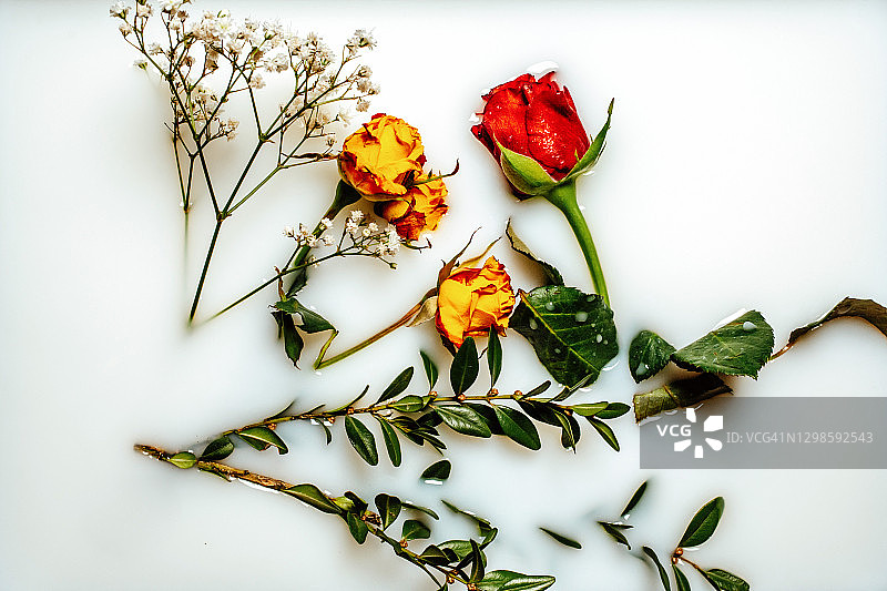 牛奶中的玫瑰图片素材