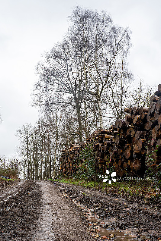 英国格洛斯特郡乡村阴沉天气里的泥泞小路与木堆图片素材