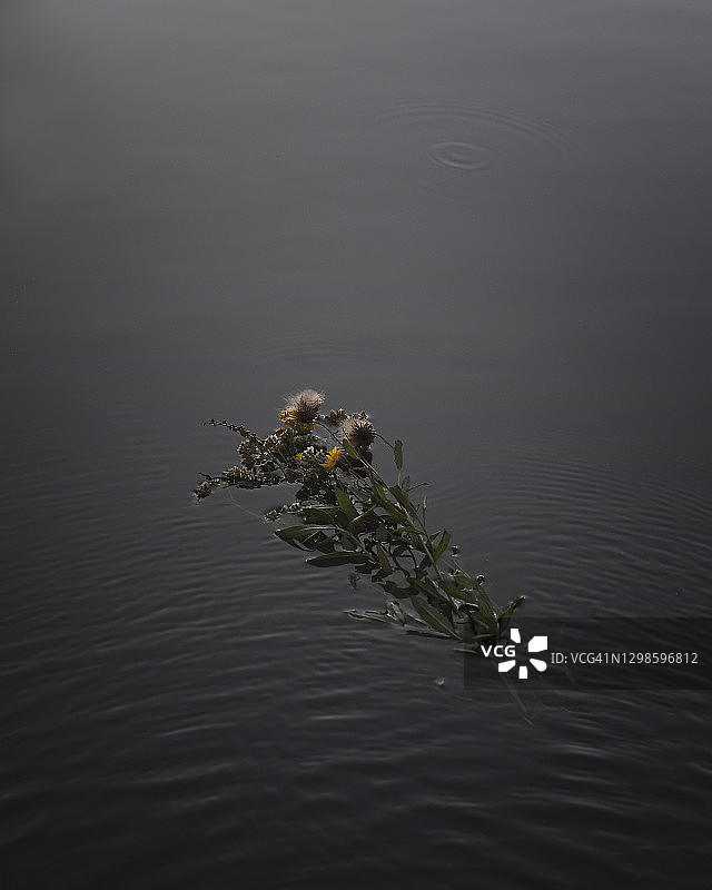 旅行摄影：深色水面上野花花束侧视图图片素材