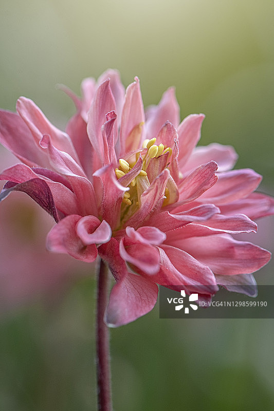 美丽粉色耧斗菜“诺拉·巴洛”特写图片素材