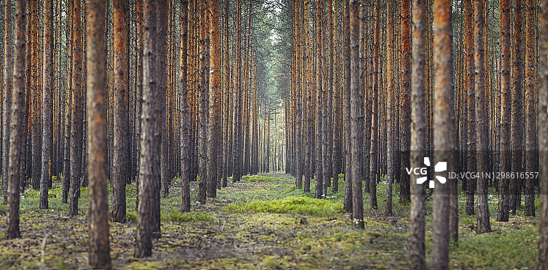 茂密森林中树木间的开放小路图片素材
