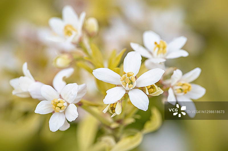 三叶沃菊白色花朵，又称墨西哥橙花图片素材
