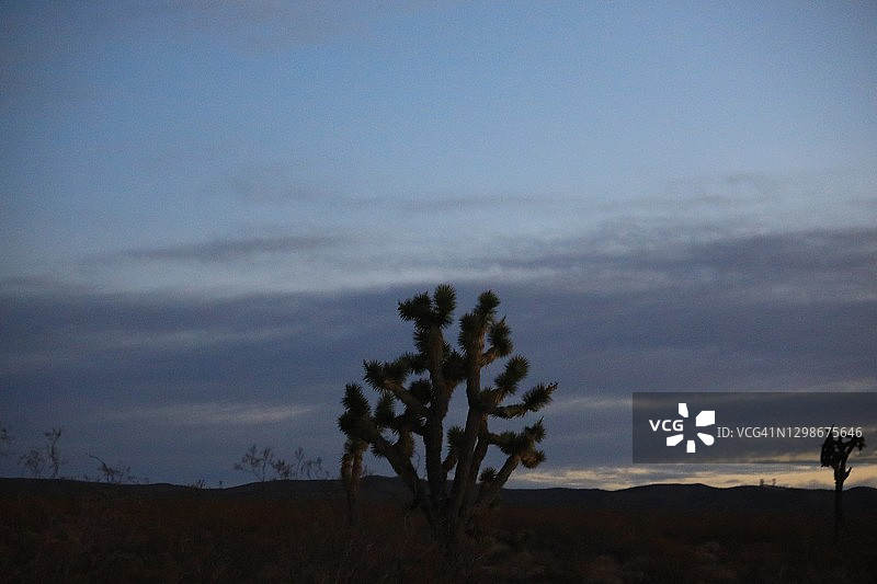 南加州莫哈维沙漠中的约书亚树林（短叶丝兰）图片素材