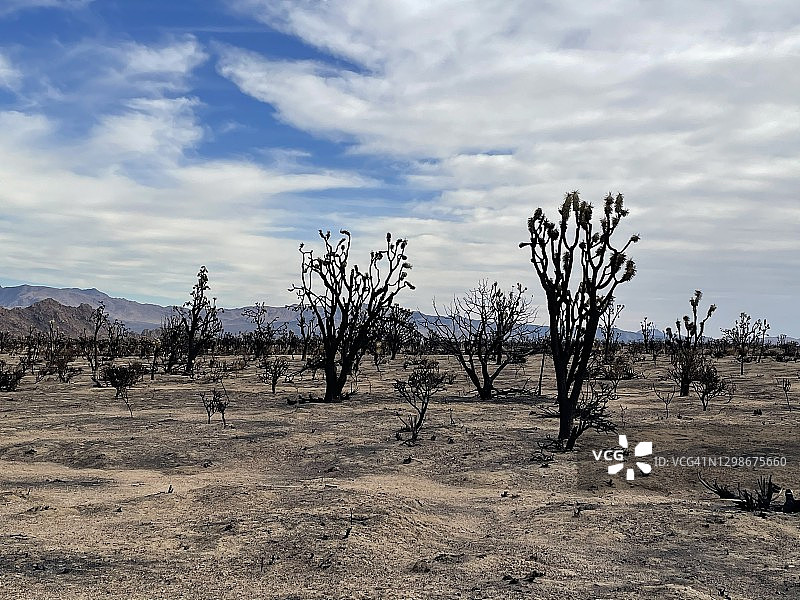 莫哈维国家保护区灌木丛摧毁了沙漠景观和约书亚树林图片素材