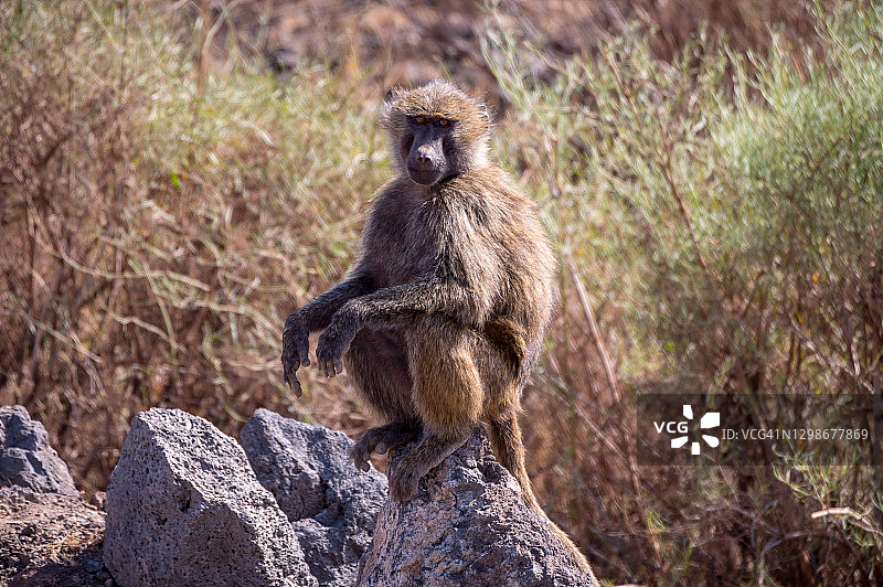 埃塞俄比亚阿瓦什国家公园的野生动物图片素材