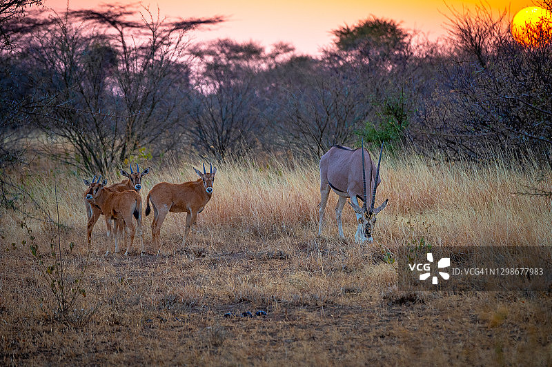 埃塞俄比亚阿瓦什国家公园的金色日落图片素材