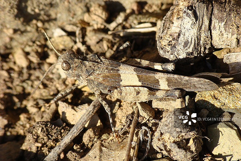 红翅蝗图片素材