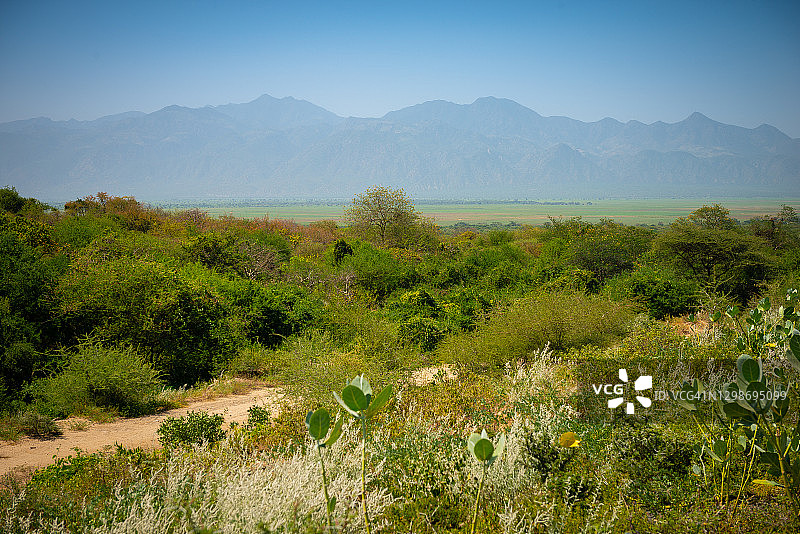 埃塞俄比亚奥莫河谷的森林图片素材