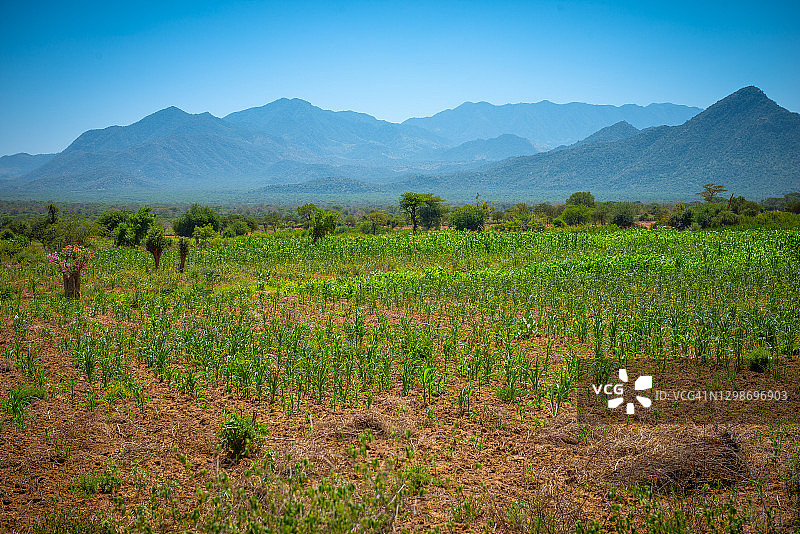 埃塞俄比亚奥莫河谷的森林图片素材