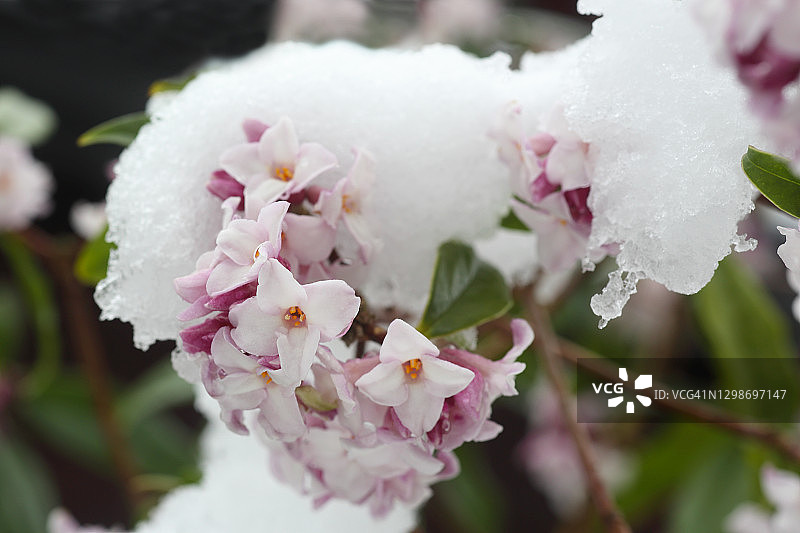 一月雪冰覆盖下的粉色瑞香花图片素材