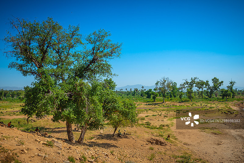 埃塞俄比亚奥莫河谷的动植物图片素材
