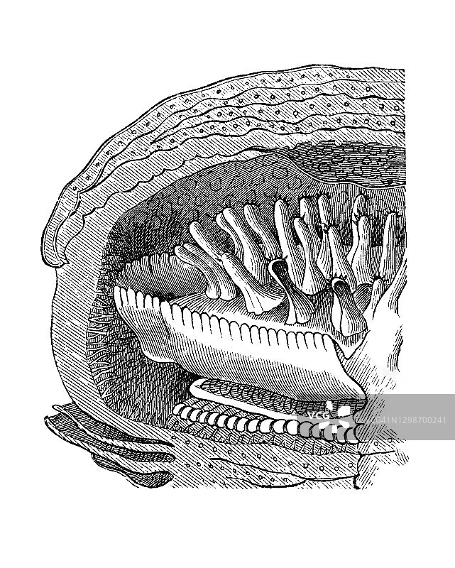 大王花（Rafflesia arnoldii）的古老雕刻插图图片素材