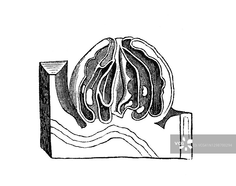 大王花（Rafflesia arnoldii）的古老雕刻插图图片素材