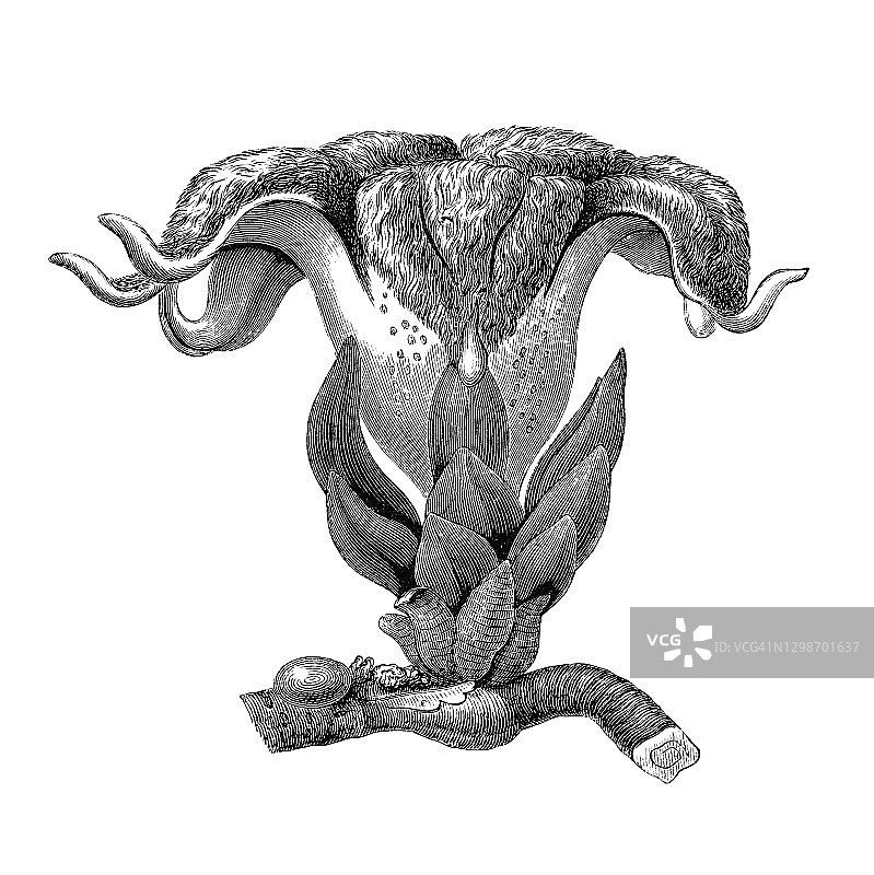 旧版雕刻的曼陀罗花插图图片素材