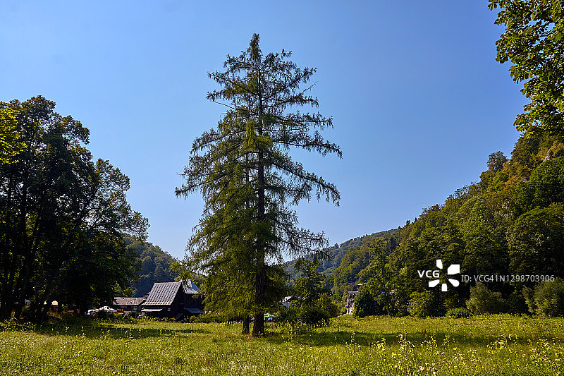 波兰普拉德尼克山谷的落叶松图片素材