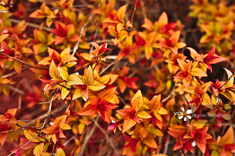 加拿大新不伦瑞克省弗雷德里克顿的茂盛鲜艳的橙色树叶图片素材