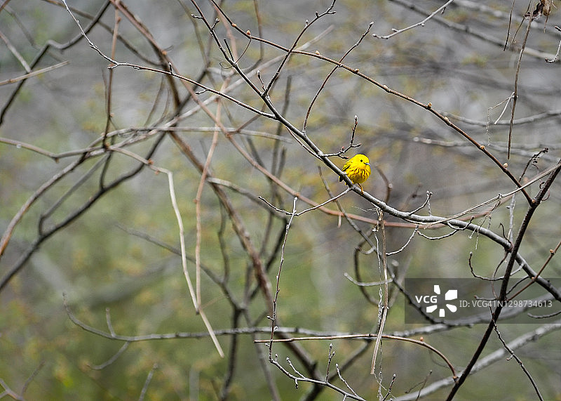 美洲黄莺，加拿大新不伦瑞克省弗雷德里克顿图片素材
