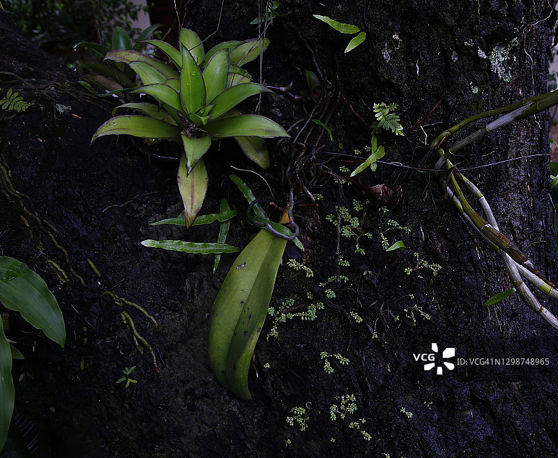 亚马逊巨型树干兰花图片素材