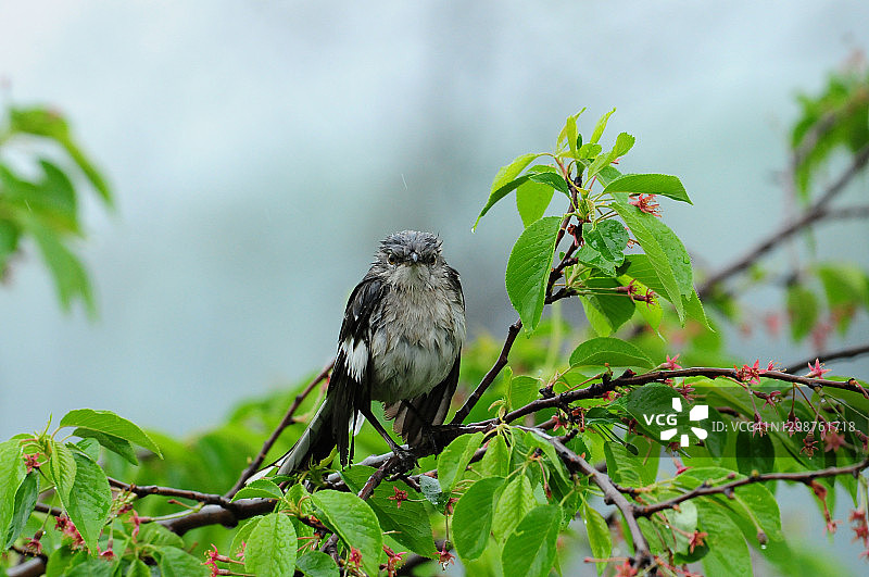 雨中滑稽的北美嘲鸫图片素材