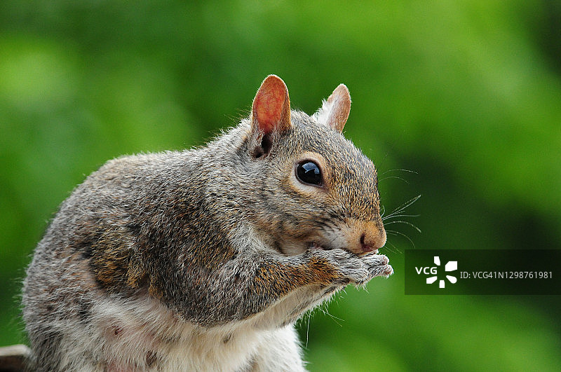 佛罗里达群岛的灰松鼠图片素材