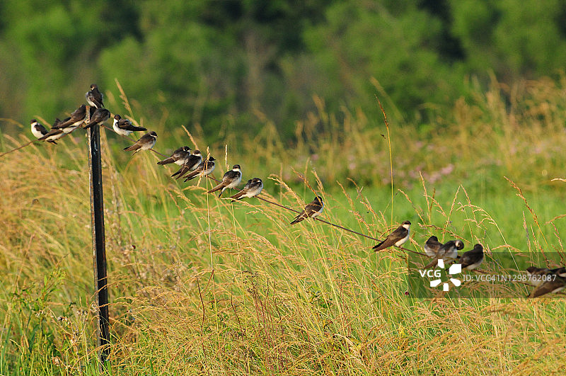 并排站在电线上的树燕图片素材