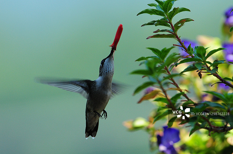红喉蜂鸟与花图片素材