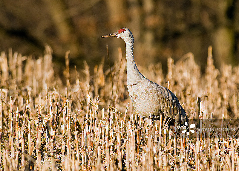 沙丘鹤图片素材