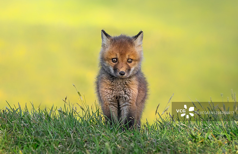 好奇的红狐幼崽图片素材