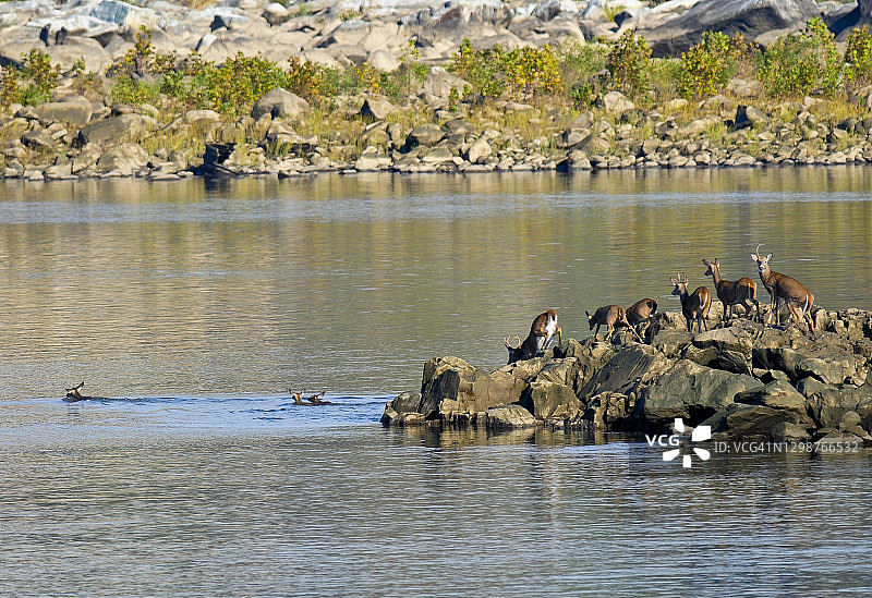 横渡河流的白尾鹿群图片素材
