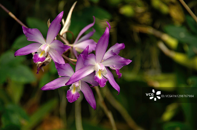 盛开的洋红色、白色和黄色Encyclia兰花图片素材