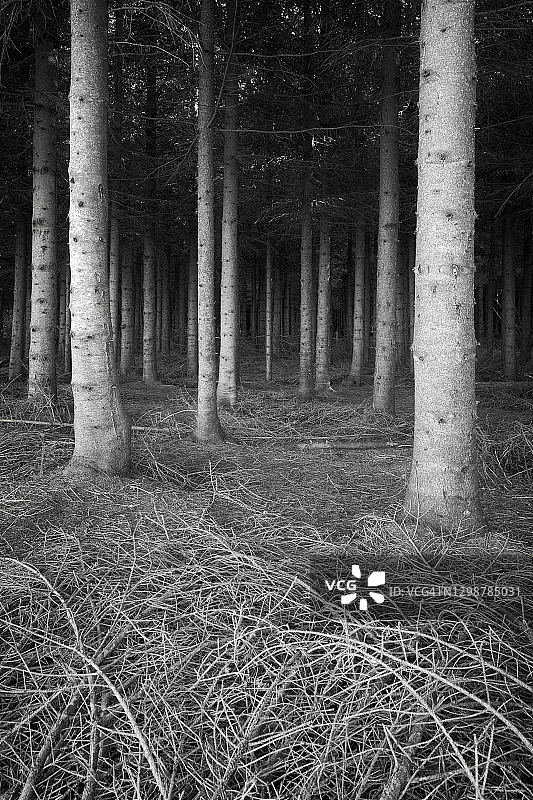 圣克莱奥法斯云杉种植园图片素材