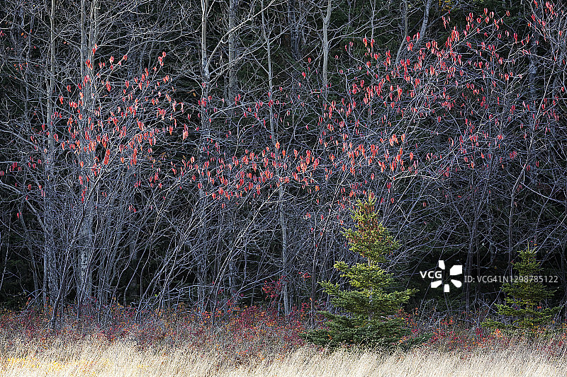 比克国家公园北路秋景图片素材