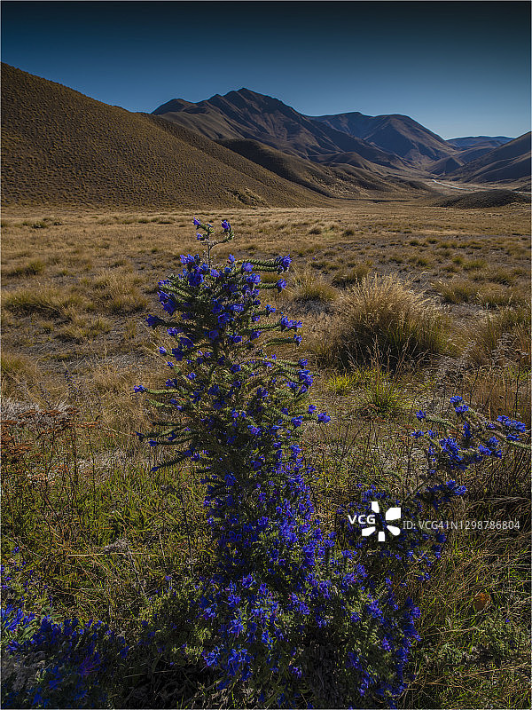 新西兰南岛林迪斯通道图片素材